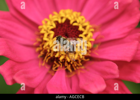 Abeille sur Fleur Zinnia rouge Banque D'Images