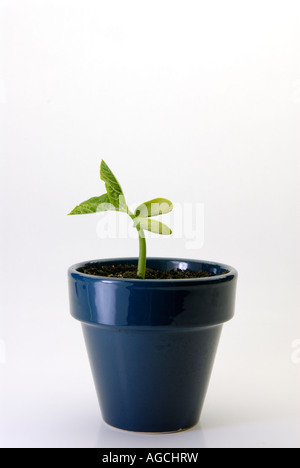 Haricot commun Phaseolus vulgaris la germination des semis montrant les cotylédons 2 Banque D'Images