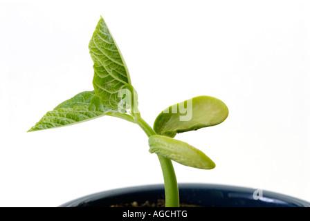 Haricot commun 'rouge' haricot Phaseolus vulgaris variété montrant la germination des semis cotylédons 2 Banque D'Images