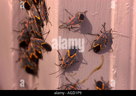 Un essaim de fort mauvais bugs sur le côté de ma maison en avril dernier Banque D'Images