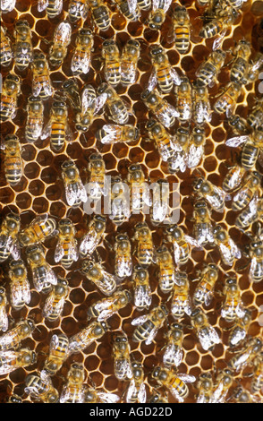 Abeille Apis mellifera sur comb UK Banque D'Images