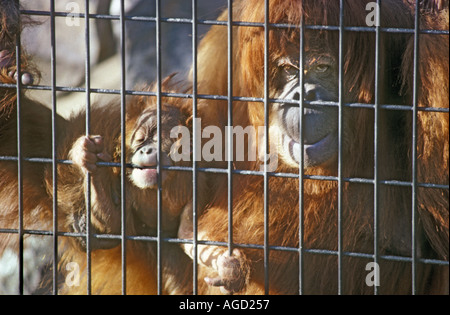 Sumatra en cage abelli Pongo pygmaeus orang-outan de Sumatra Banque D'Images