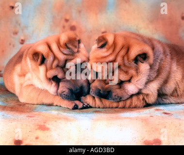 Shar Pei tête à tête de chien Banque D'Images