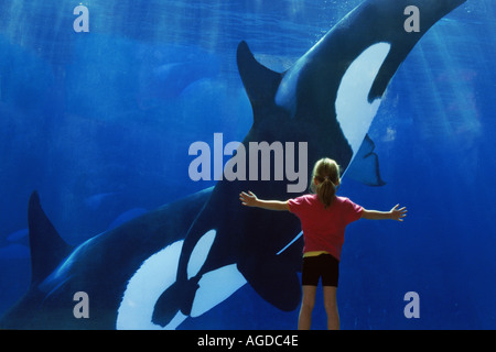 Girl watching l'Épaulard Orcinus orca à San Diego Sea World Banque D'Images