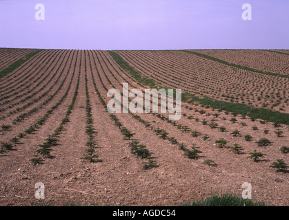 dh Scottish plantation d'arbres EXPLOITATION FORESTIÈRE ECOSSE PIN Fir arbres jeunes plants conifères semis forêt plantation nouvellement planté royaume-uni Banque D'Images