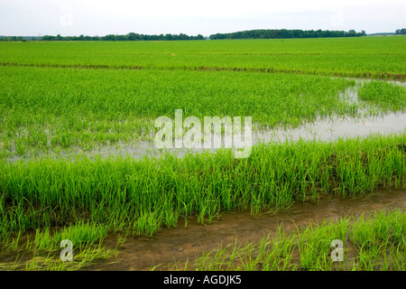Champ de riz irrigué dans la région du delta du centre-est de l'Arkansas. Banque D'Images