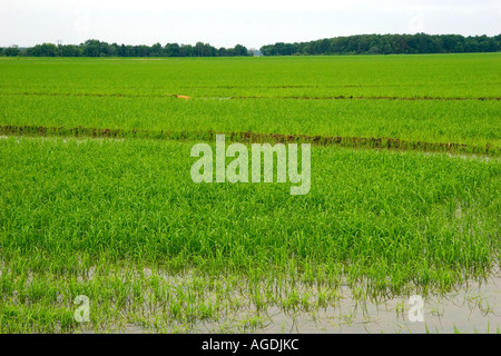 Champ de riz irrigué dans la région du delta du centre-est de l'Arkansas. Banque D'Images