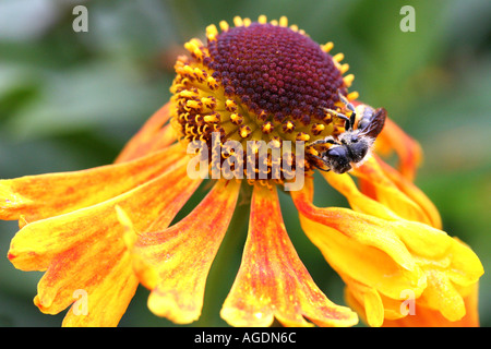 Jardin Borde Hill Sussex England Banque D'Images