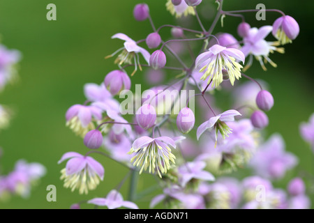 Jardin Borde Hill Sussex England Banque D'Images
