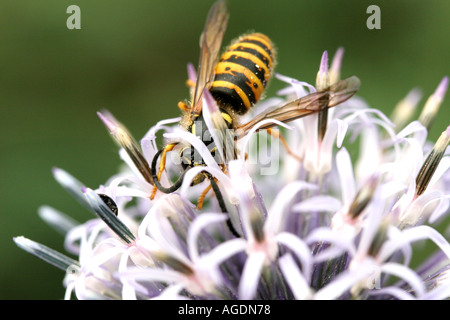 Jardin Borde Hill Sussex England Banque D'Images