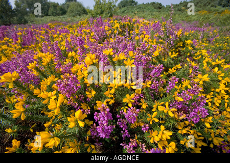 Heather Bell l'ajonc Kelling Norfolk UK Août Banque D'Images