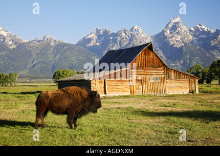 Buffalo et une grange sur Mormon Row Parc National de Grand Teton Wyoming Banque D'Images