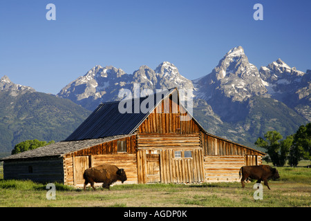 Le Bison et une grange sur Mormon Row Parc National de Grand Teton Wyoming Banque D'Images