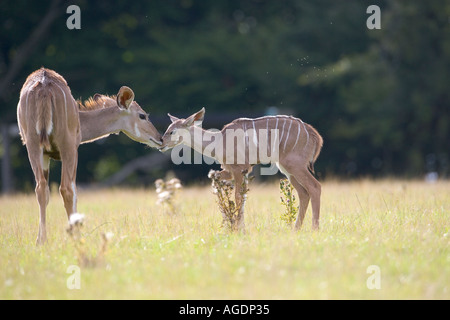 Greater Kudu Tragelaphus strepsiceros femelle et veau Banque D'Images