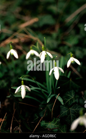 SNOWDROP Galanthus nivalis commun croissant dans jardin Banque D'Images