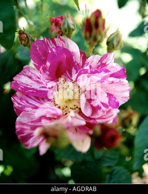 CLOSE UP OF ROSE BUSH VARIÉTÉ FERDINAND PICHARD croissant dans jardin Banque D'Images