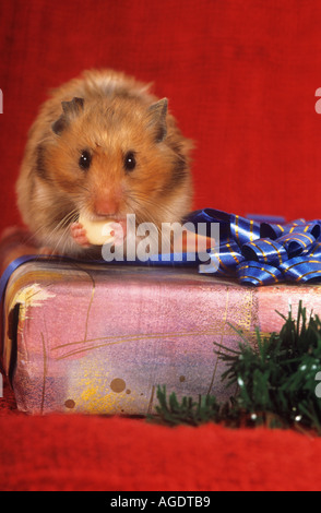 Hamster doré sur présent - Something Banque D'Images