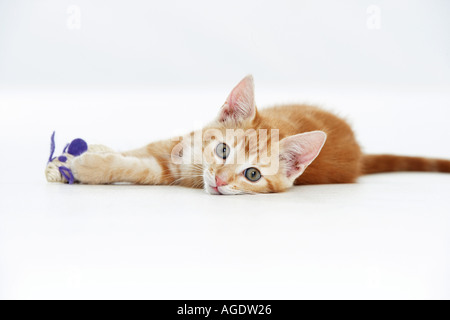 Chat domestique - kitten lying Banque D'Images