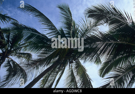 Les frondes de palmier contre le ciel bleu Banque D'Images
