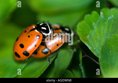 Macro photo de deux Coccinelles sur une feuille d'accouplement Hippodamia convergens Banque D'Images