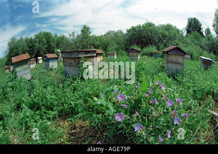 Le Rucher dans foothills et plantes mellifères géranium en face de l'urticaire. La Sibérie, Russie Banque D'Images