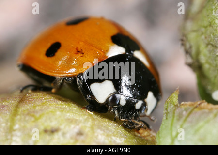 Coccinella septempunctata coccinelle mangeant sa proie Banque D'Images