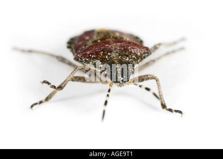 Prunelle Dolycoris Baccarum, bug, sur fond blanc Banque D'Images
