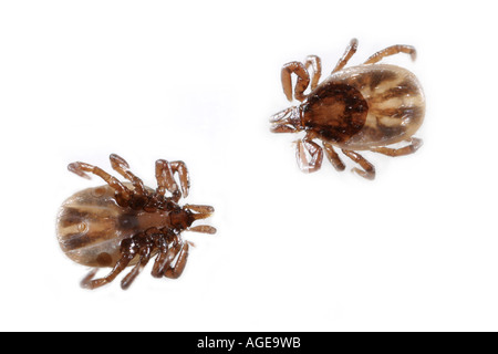 Deux minuscules tiques dans le stade de nymphe. Le gauche vu du dessous et le droit d'en haut. Chaque tick est d'environ 1,5 mm de long. Banque D'Images