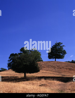 Arbres en résumé sur une colline avec un ciel bleu clair Banque D'Images