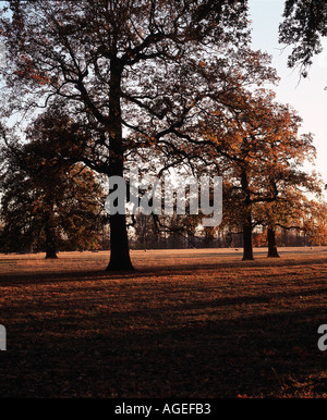 De riches couleurs d'automne avec la lumière contre l'appareil photo en fin de journée à Clipsham Rutland Angleterre Banque D'Images