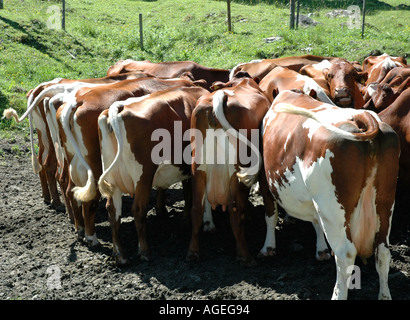 L'engraissement de bovins en Pinzgauer Kaprun Autriche basse-cour Banque D'Images