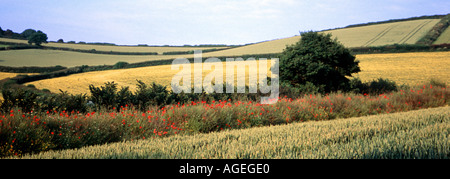 Campagne du Devon seul arbre coquelicots et haies Banque D'Images