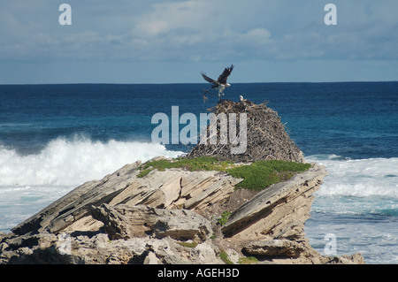 Paire d'Osprey Pandion haliaetus sur nid de pile de Rottnest Island Australie Occidentale Banque D'Images