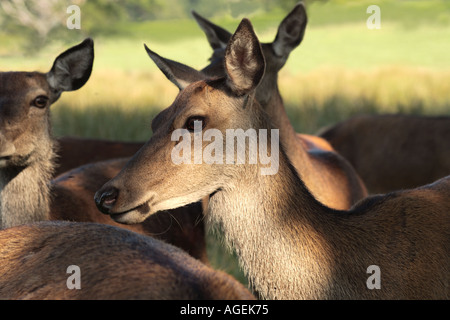 Hinds du troupeau s'entasser à l'ombre d'un arbre Banque D'Images