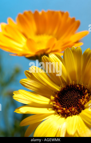 Jaune Orange fleurs Daisy Banque D'Images