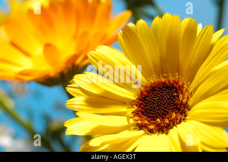 Jaune Orange fleurs Daisy Banque D'Images