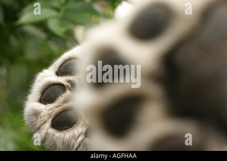 Pieds d'un Persian Leopard Banque D'Images