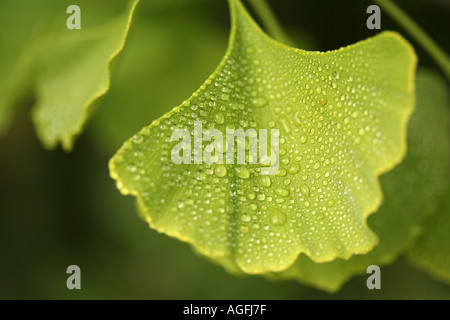 Les feuilles de ginkgo biloba Banque D'Images