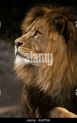 Profil de l'African Lion mâle Banque D'Images