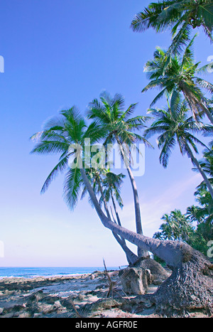 Palmiers sur Ocean Banque D'Images