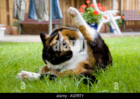 La carapace de tortue CAT LICKING NETTOYER LUI-MÊME AVEC UNE JAMBE EN L'AIR Banque D'Images