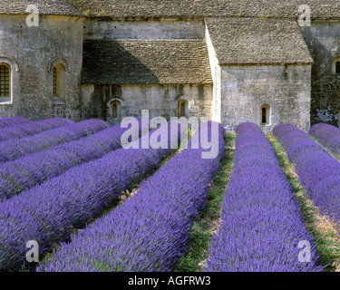 FR - PROVENCE : Abbaye de Sénanque dans le Luberon Banque D'Images