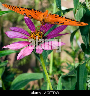 Agraulis vanillae Gulf Fritillary, papillon, Banque D'Images