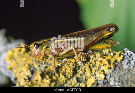 Grand Marais sauterelle (Mecostethus grossus, Stethophyma grossum), Femme, Allemagne, Bavière, Laufen Banque D'Images