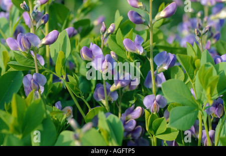 Blue wild, wild indigo indigo Baptisia australis (faux), blooming Banque D'Images