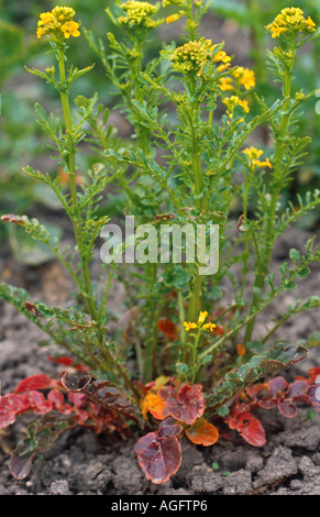 Les cress (Barbarea verna), blooming Banque D'Images