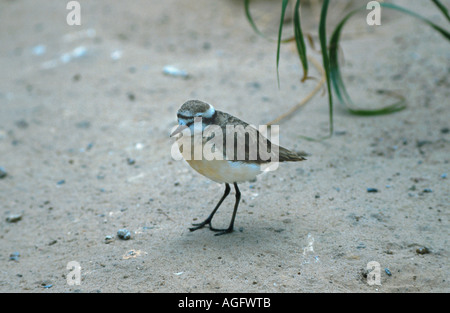 Kittlitz's Plover (Charadrius pecuarius sable), Comité permanent Banque D'Images