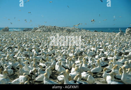 Cape de Bassan (Morus capensis), se reproduisent en colonie Banque D'Images