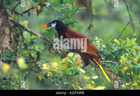 Montezuma oropendola (Psarocolius montezuma), Sitting on tree, Costa Rica Banque D'Images