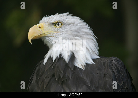 North American pygargue à tête blanche Haliaeetus leucocephalus Banque D'Images